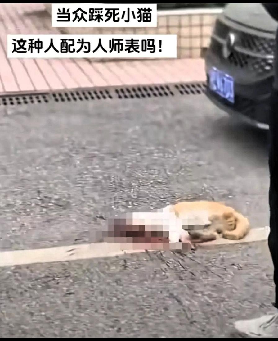 这事有点闹大了！
湖南邵阳某中学老师，当着学生的面，把一只躺路上晒太阳的橘猫给活