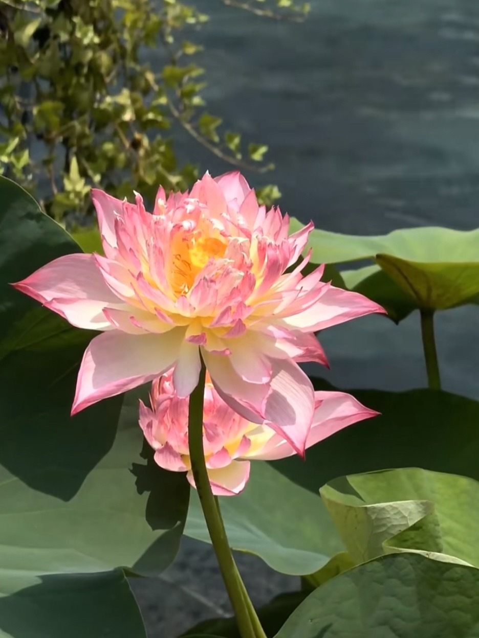 好运莲莲 