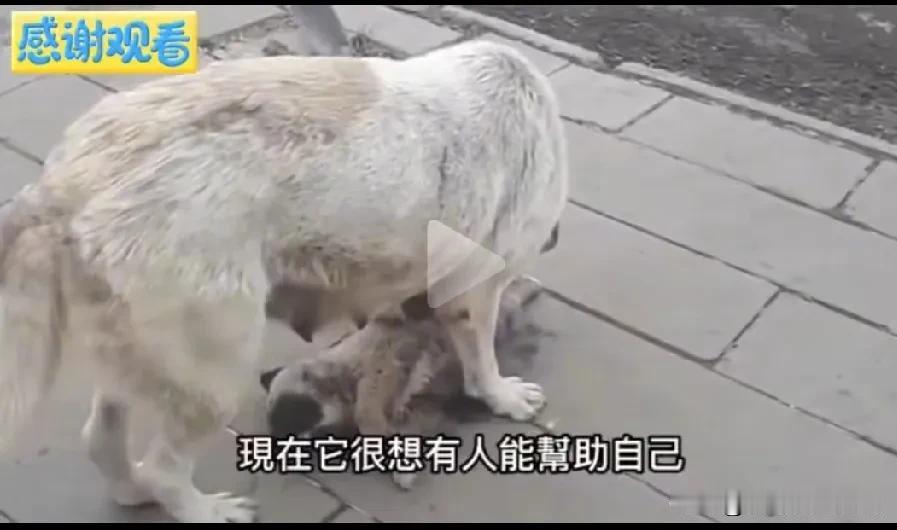 餐馆老板心太狠，不给吃的还把狗打亖了。流浪狗妈妈带着孩子出去讨吃的，来到一家餐馆