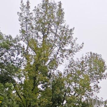 每日一善🌥阳光信用 清晨的阳光洒落，不妨在心里种下一粒善意的种子：今天主动拾起