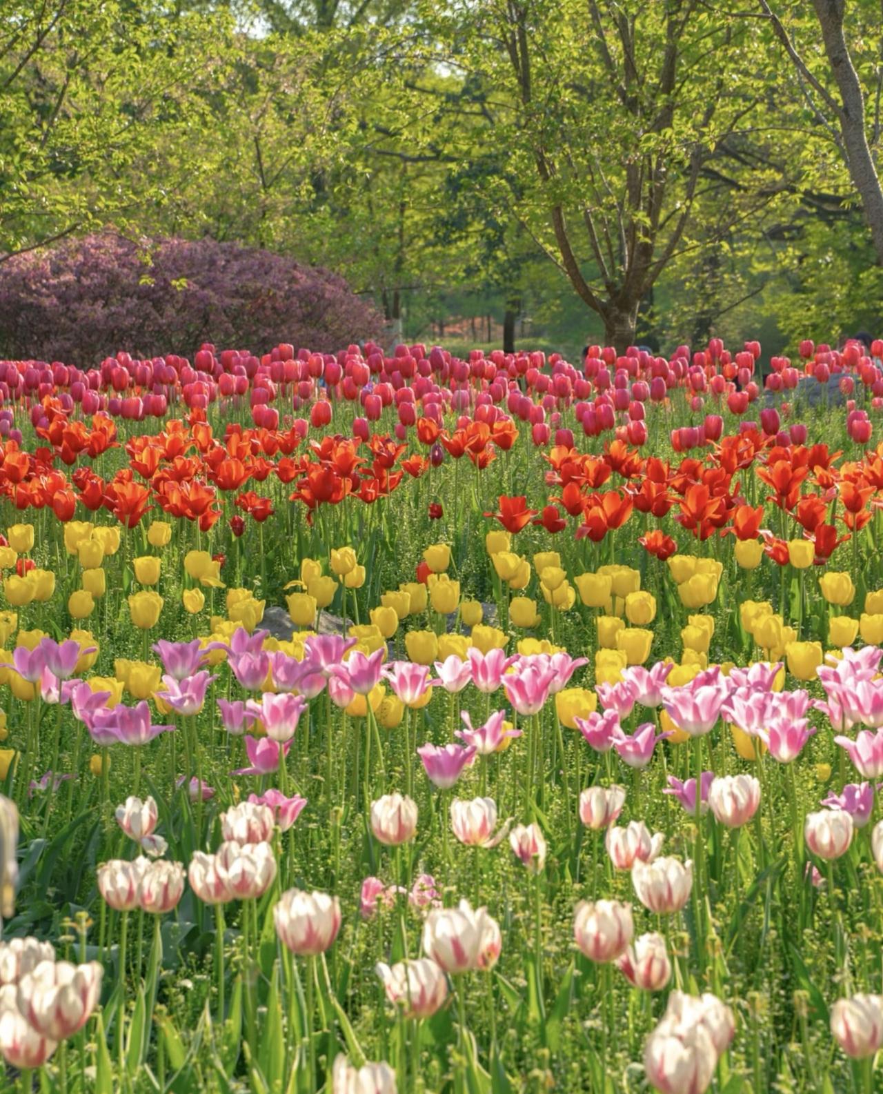 今年春天最想实现的心愿写一篇最美的长诗，赞美春天。