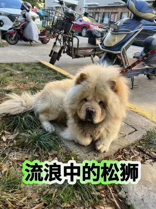 领养成全爱