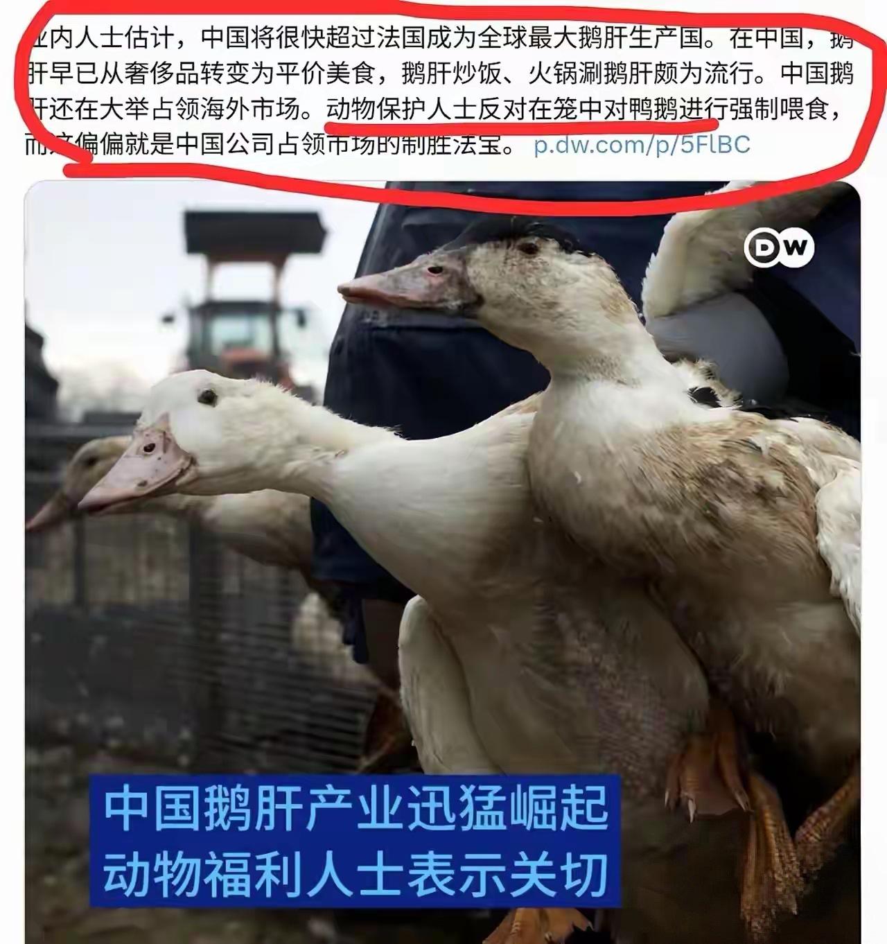 自从我国鹅肝产量超越法国，成为全球最大生产地，欧洲一众动物保护组织突然集体发声，