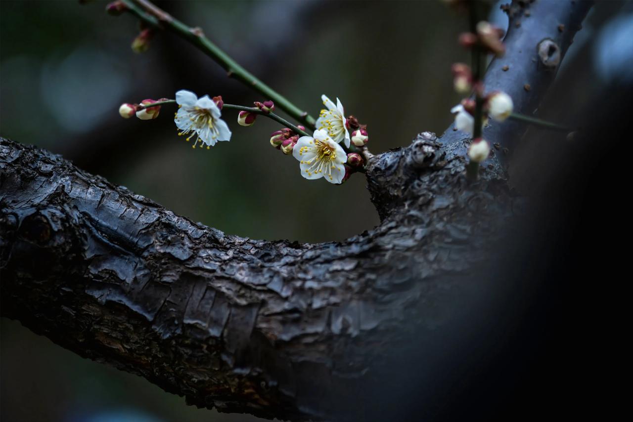 枝头春意浓，花开正当时。