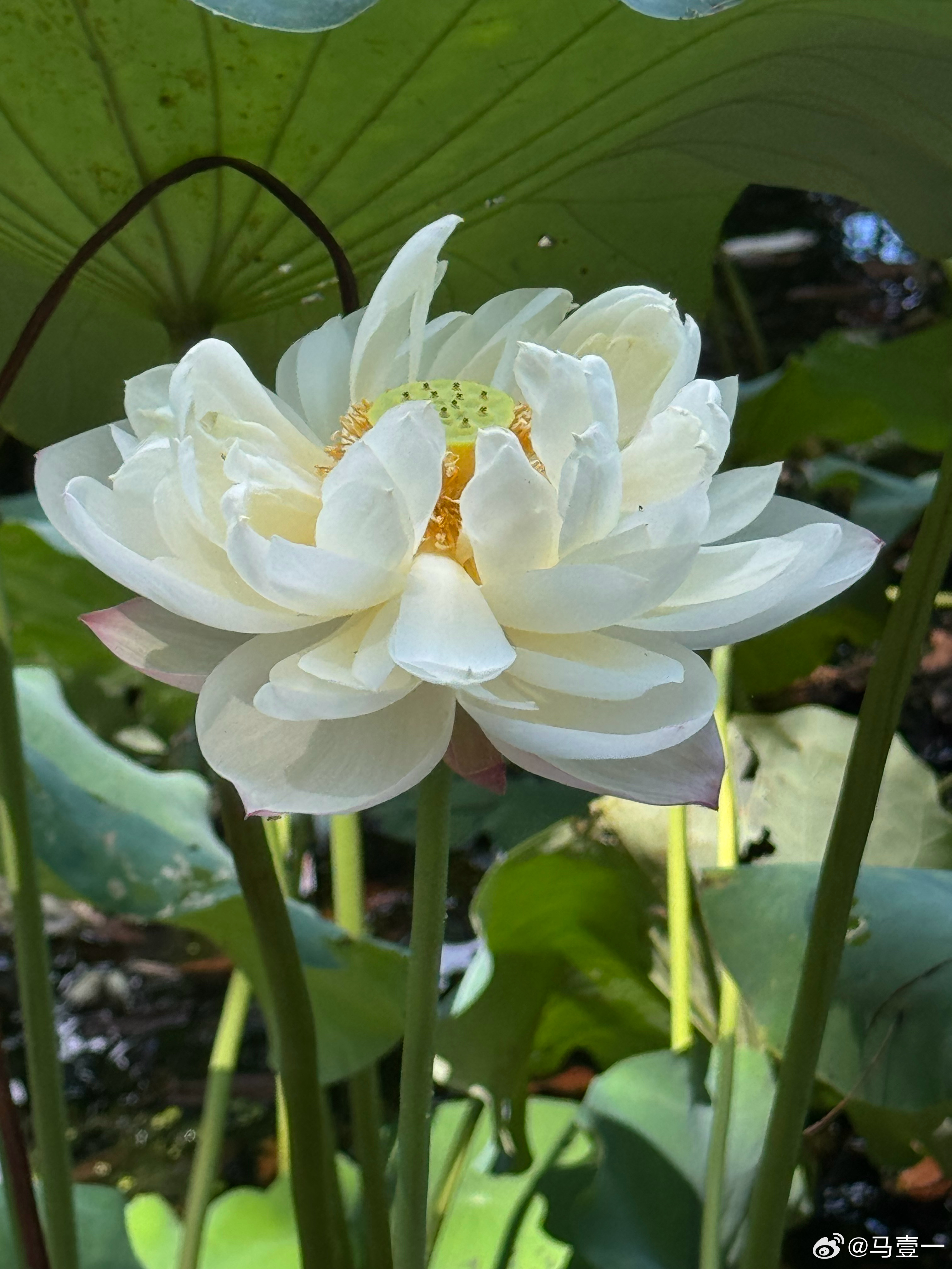 蝉鸣惊半夏，晴光映荷花随手拍手机随手拍