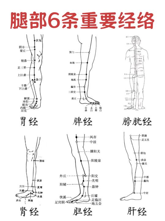 🔥腿部 6 条经络养生密码！
