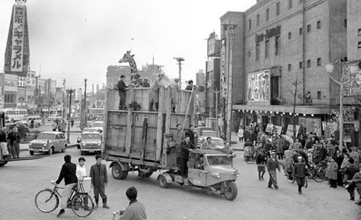 【来自投稿】1958年 东京上野动物园将长颈鹿从上野本馆运送去 不忍池西园 ​​