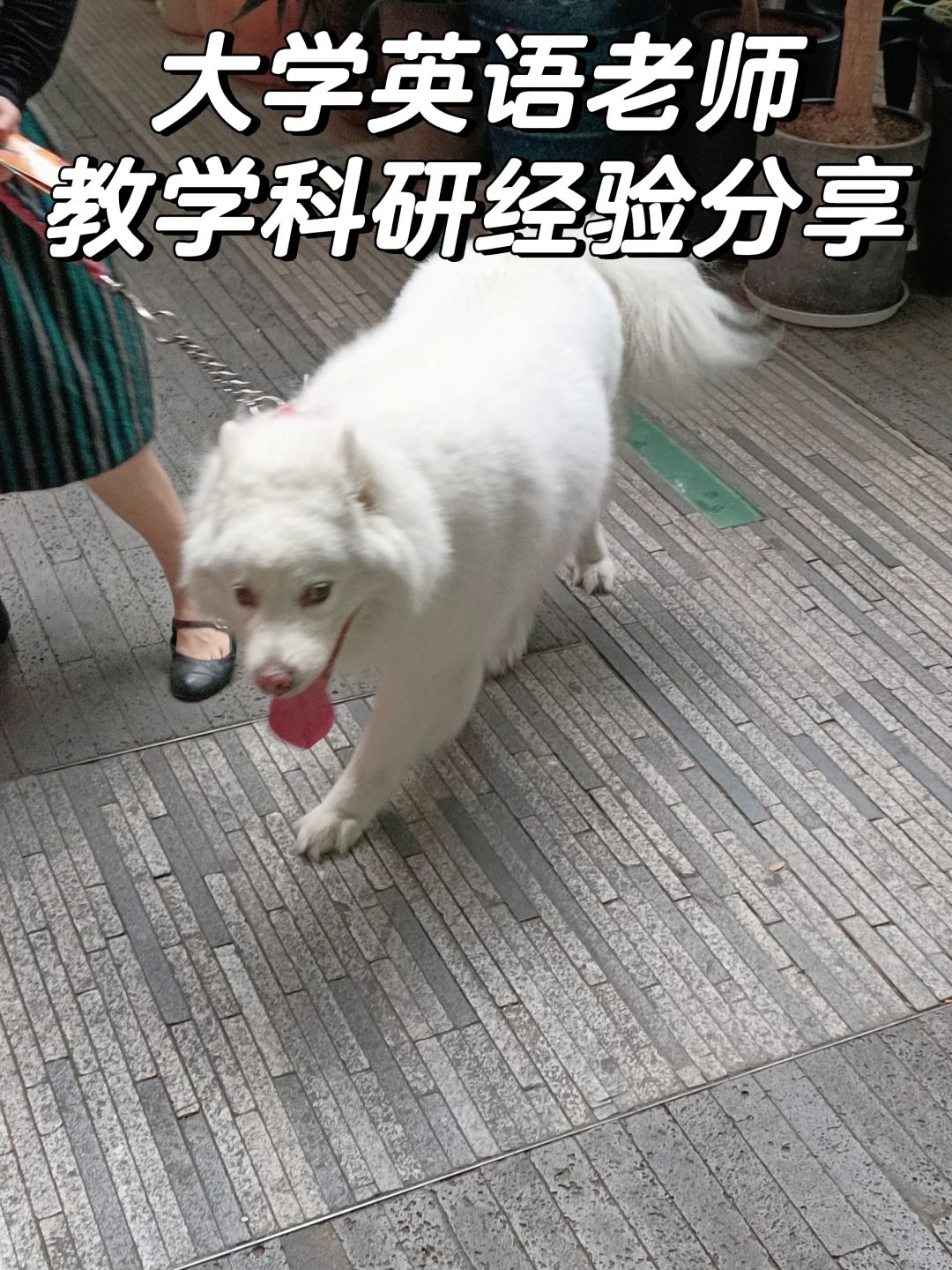 大学老师第4年|世界是草台班子，但我不是✨