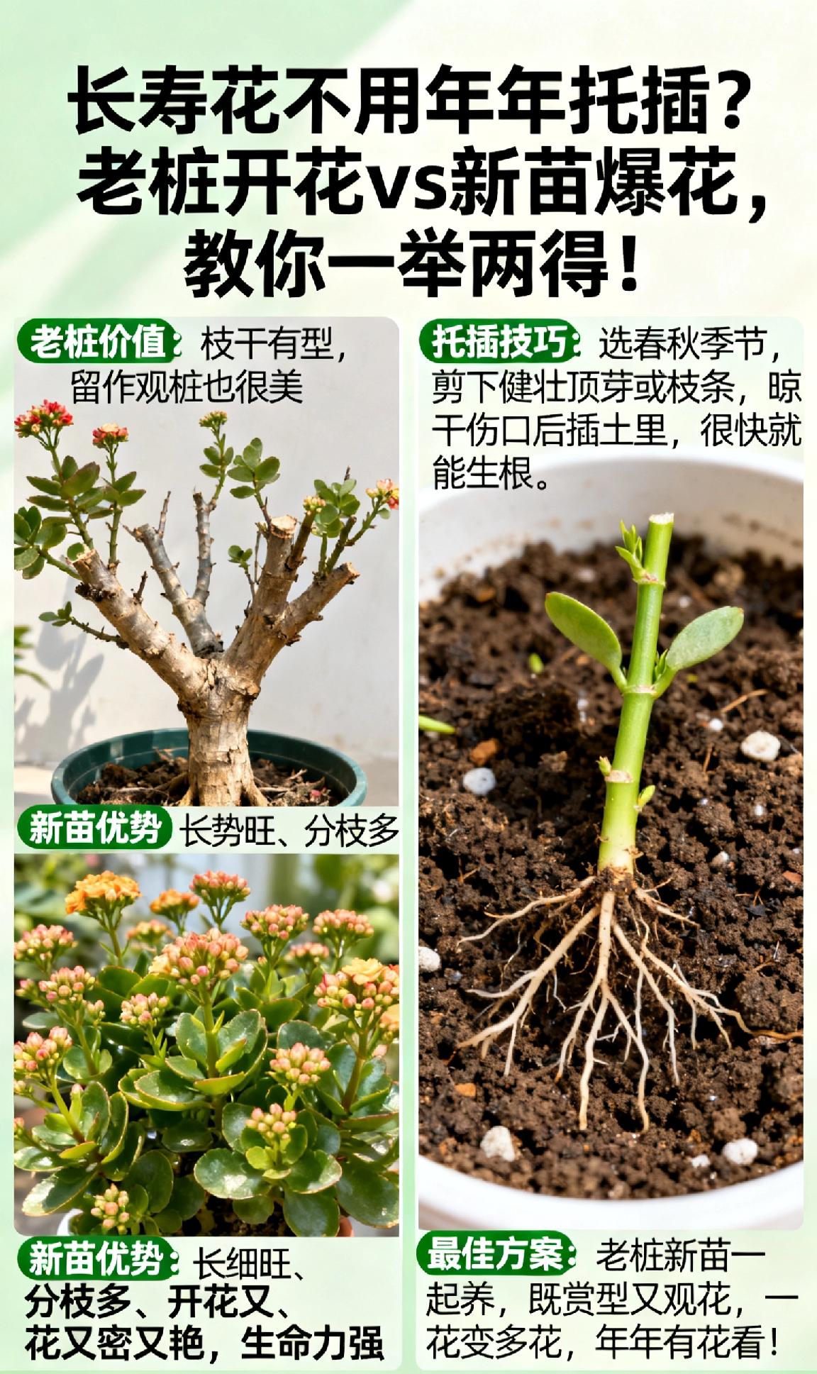 vs 新苗爆花，教你一举两得！

很多花友以为长寿花必须每年重新扦插，其实老桩养