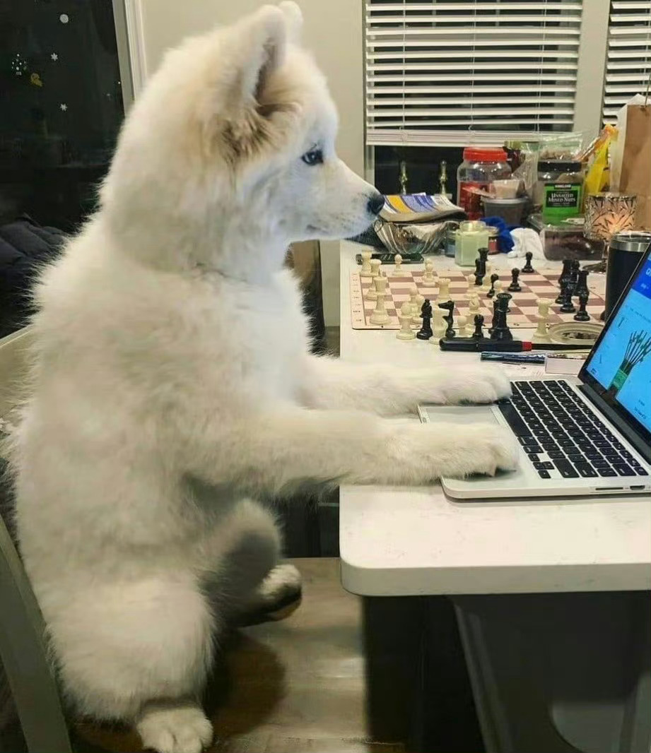 狗子自己网购狗粮