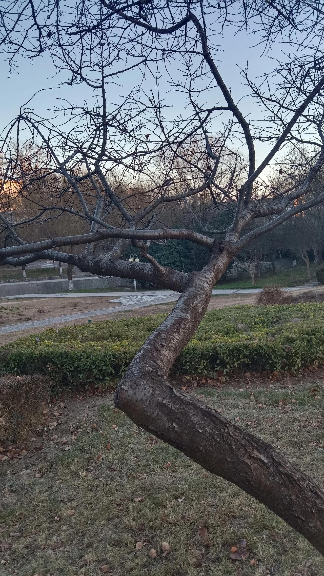 今年的冬天，一直到现在，2024年将要结束了，还没有下雪！
最近没有下雨和下雪，