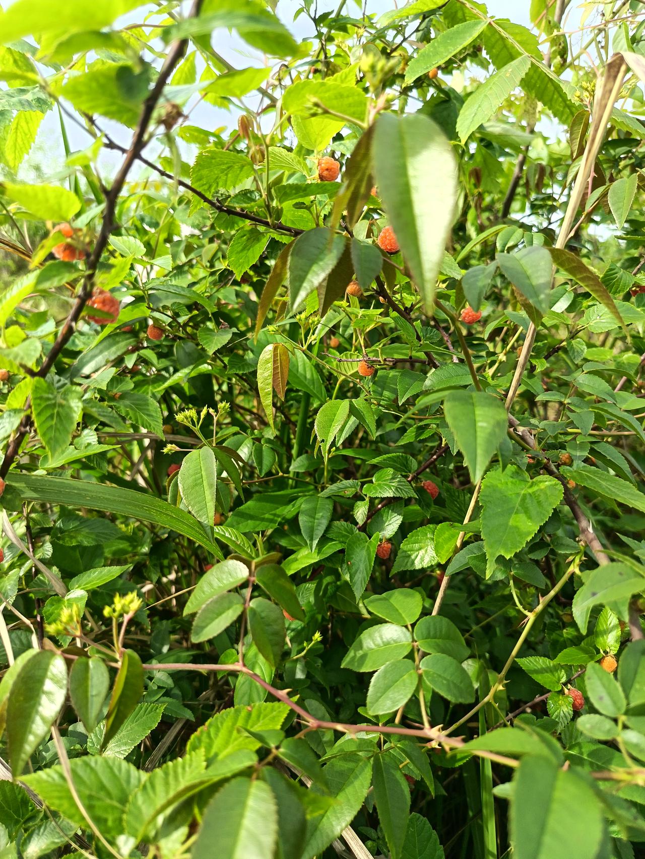 相册里的花花草草明天立夏，正是吃树莓的时候，去山上走走，果然发现了两颗树莓，虽然