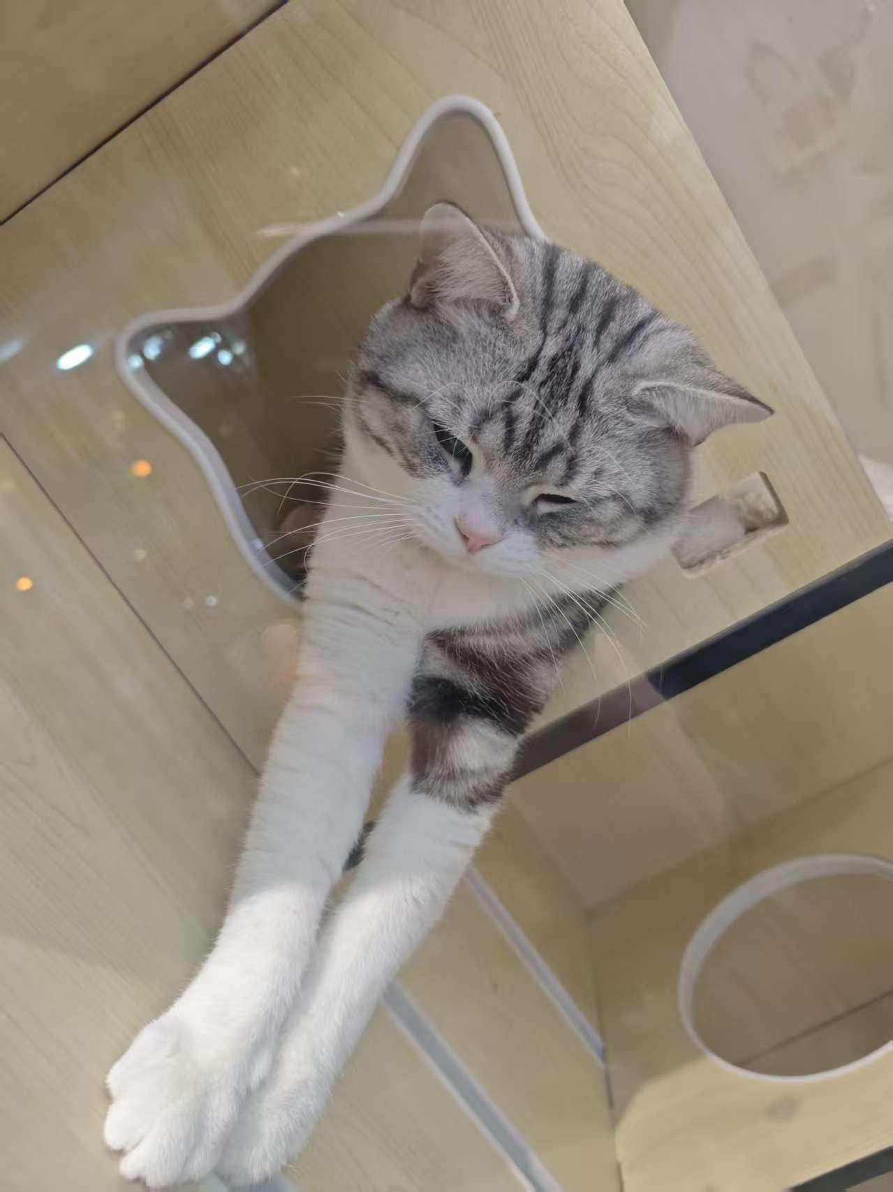 下午蜷在沙发上刷手机，突然刷到这只小猫的照片，瞬间被戳中——像极了我家那只“摆烂