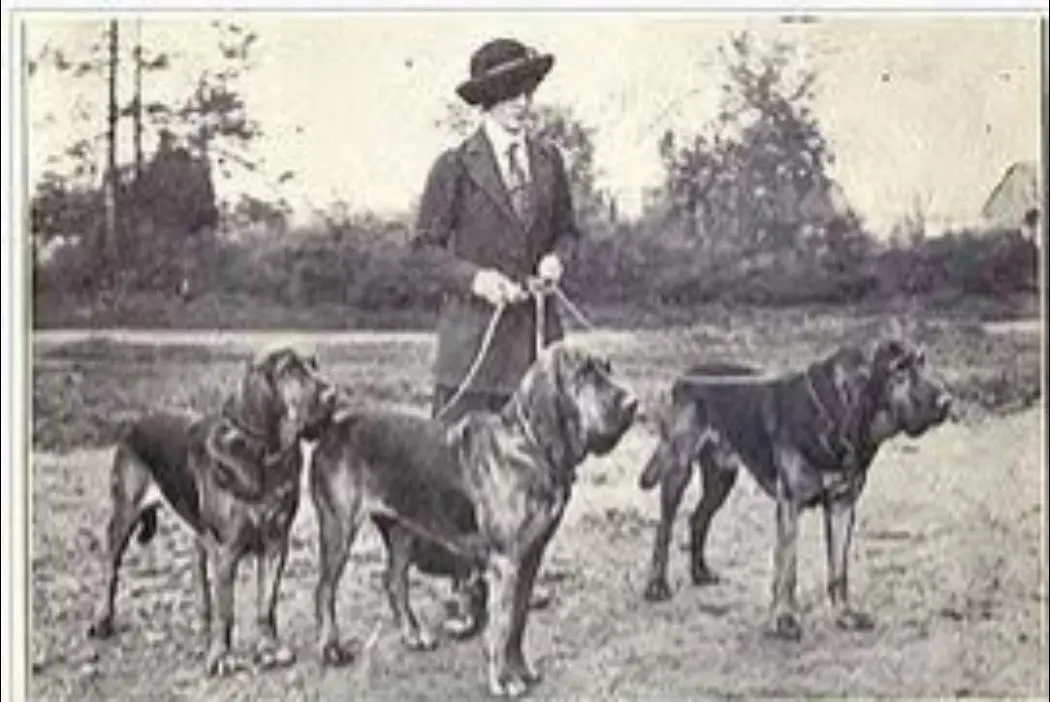 1915年寻血猎犬 BIood hound