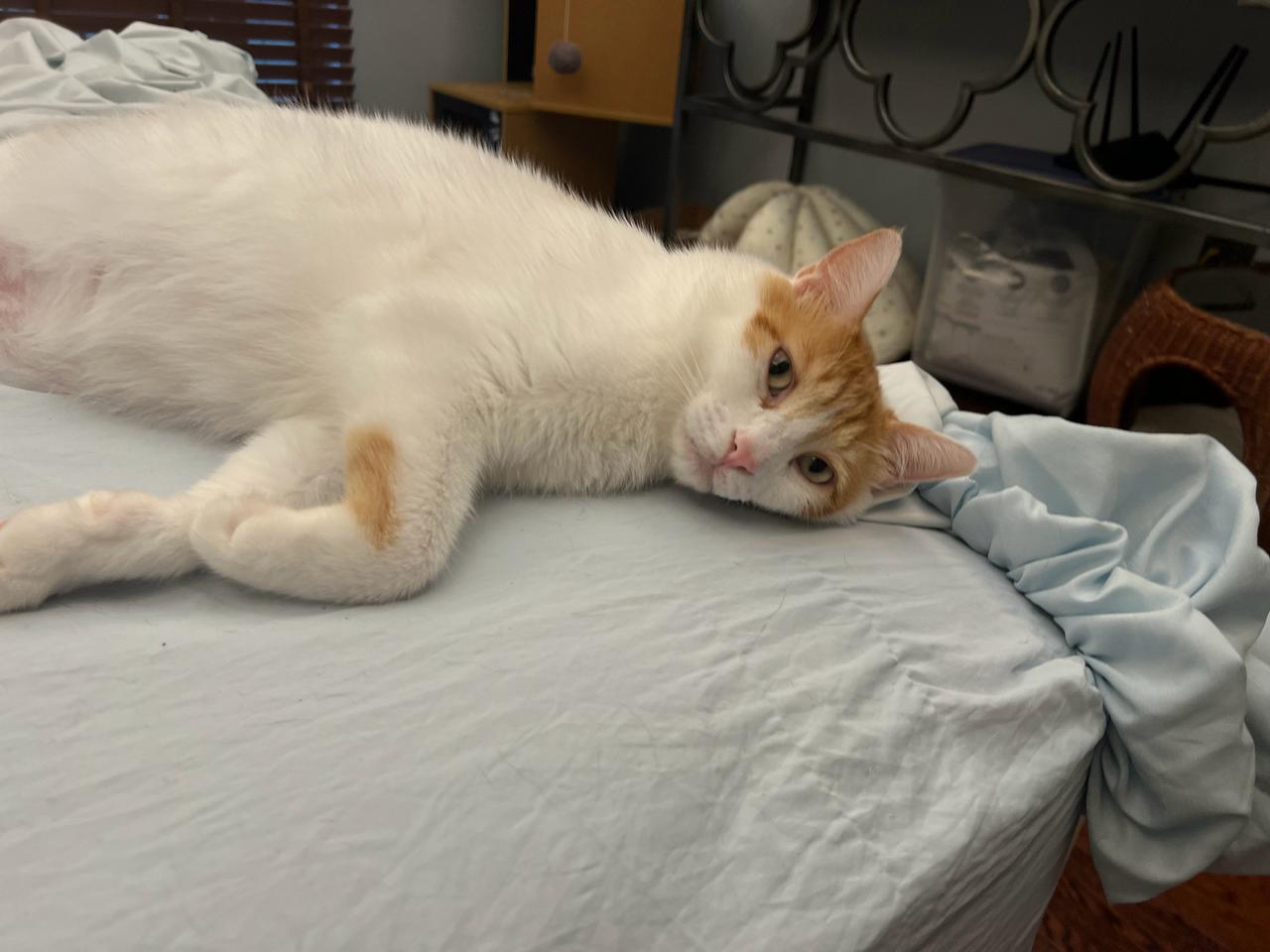 赖床小猫，赖在这里赶都赶不走[允悲]