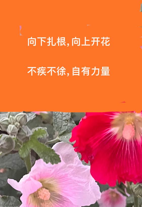 在这个夏日，外处可见美丽的花朵，不免对花有独特兴趣。

花开自有其时，成长亦有节