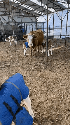 笑不活了，近日黑龙江，女子来到牛场给牛们喂草料，发现有只母牛在给其他牛的孩子喂奶