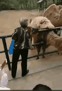 大娘想要做一件过冬的棉袄，从活生生的骆驼身上拔毛。