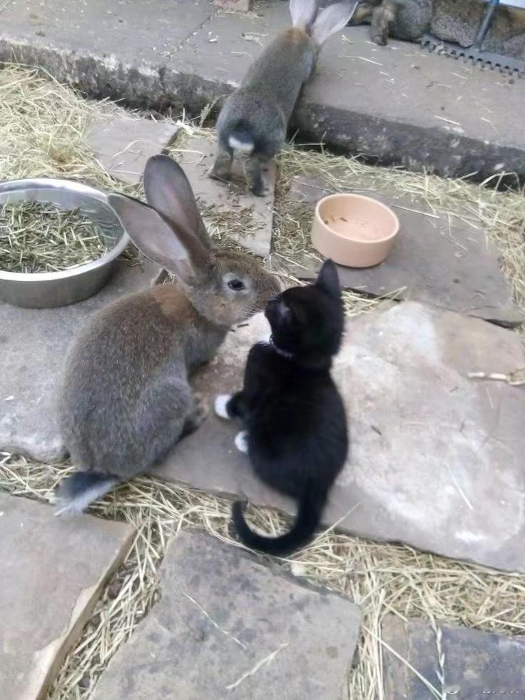 严肃发布猫兔图像 