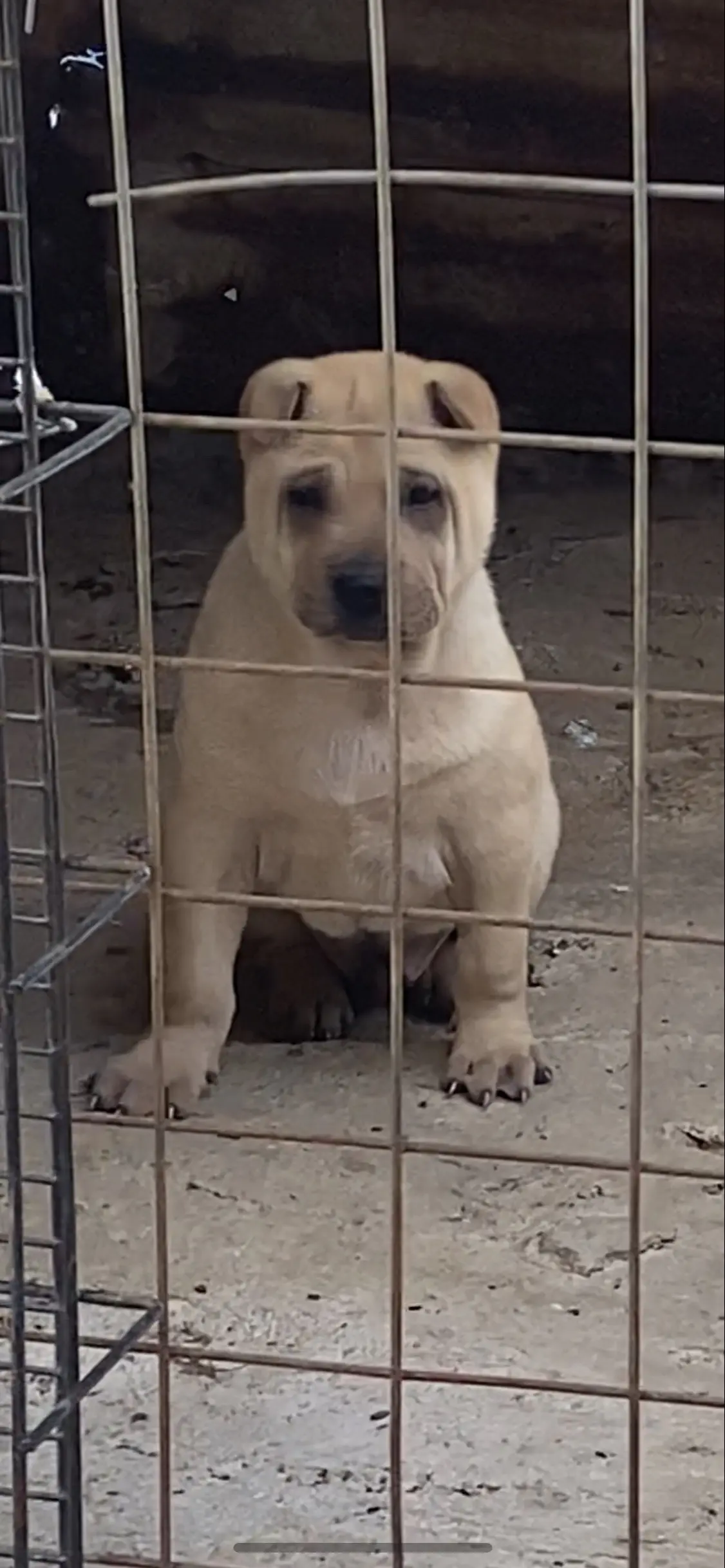 大沥骨沙幼犬。小家伙名花有主