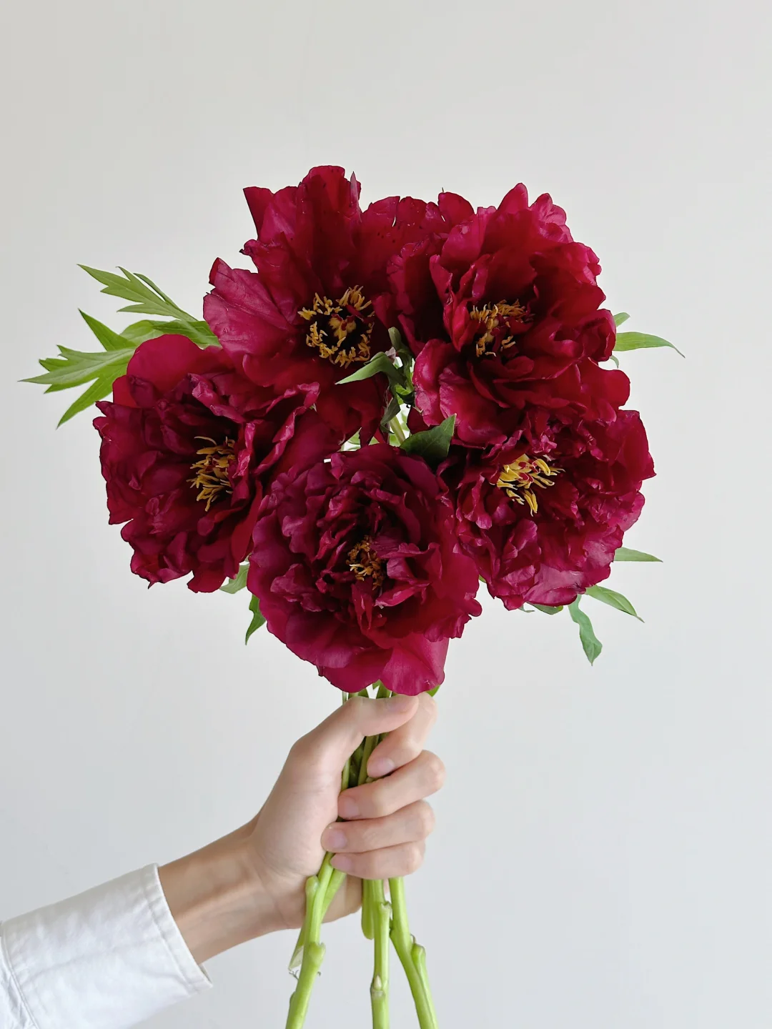 牡丹·洛林之血