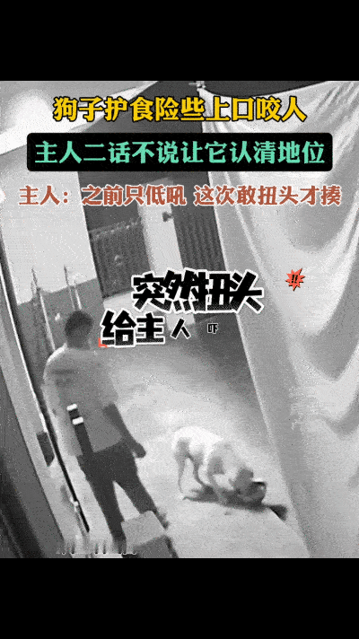 “养狗就得这样！”山西一男子回到家从狗子身边经过，刚好狗子在吃食，不料狗子竟突然