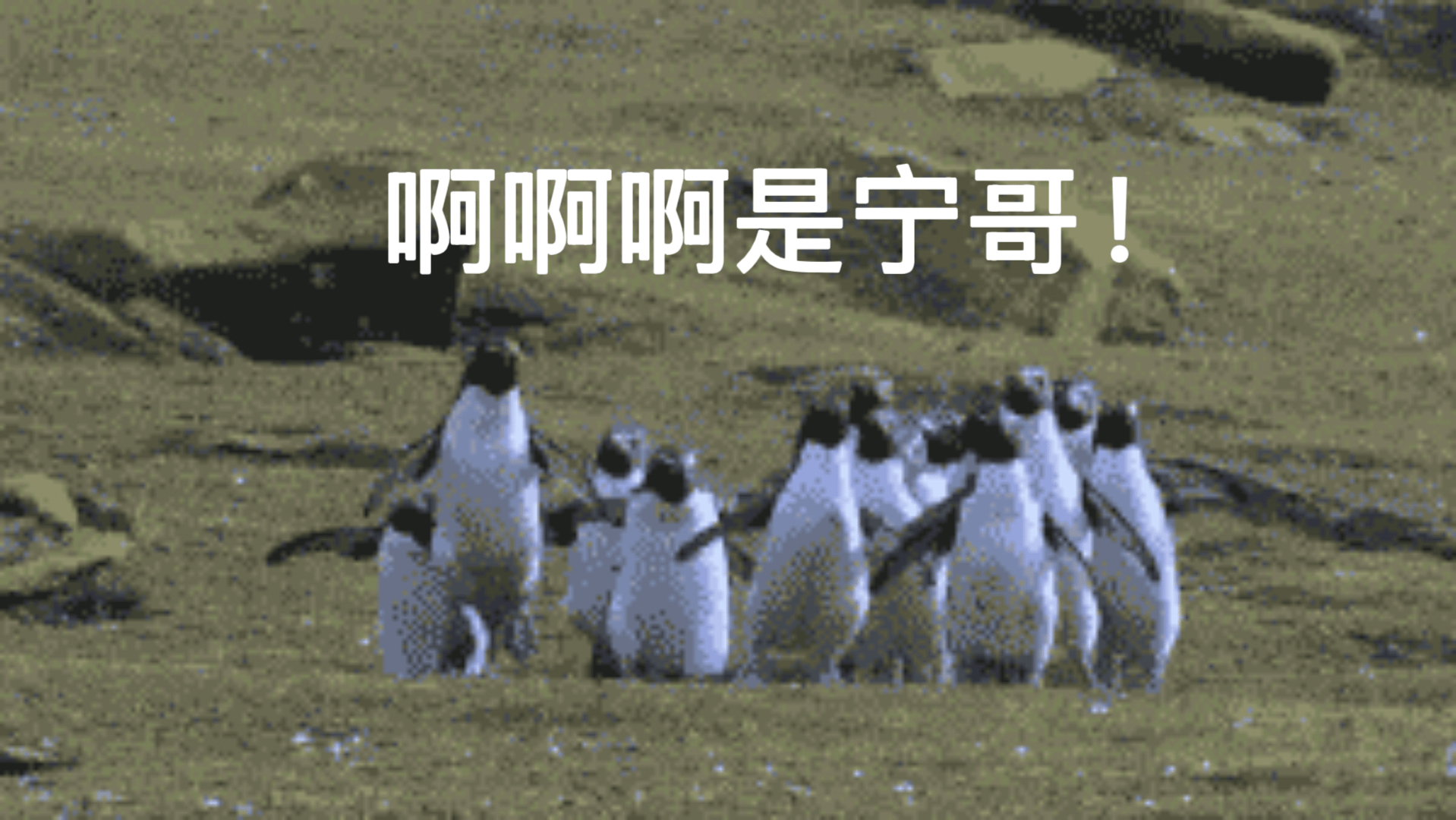 刘宇宁搞浪漫没轻没重的在春城的七夕夜，唱了2个多小时的歌，送出5万多鲜花，给他深