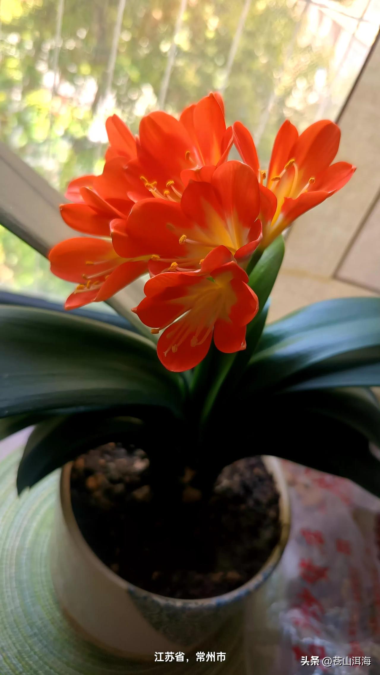 阳光洒下的温暖，一抹橙黄映窗台。