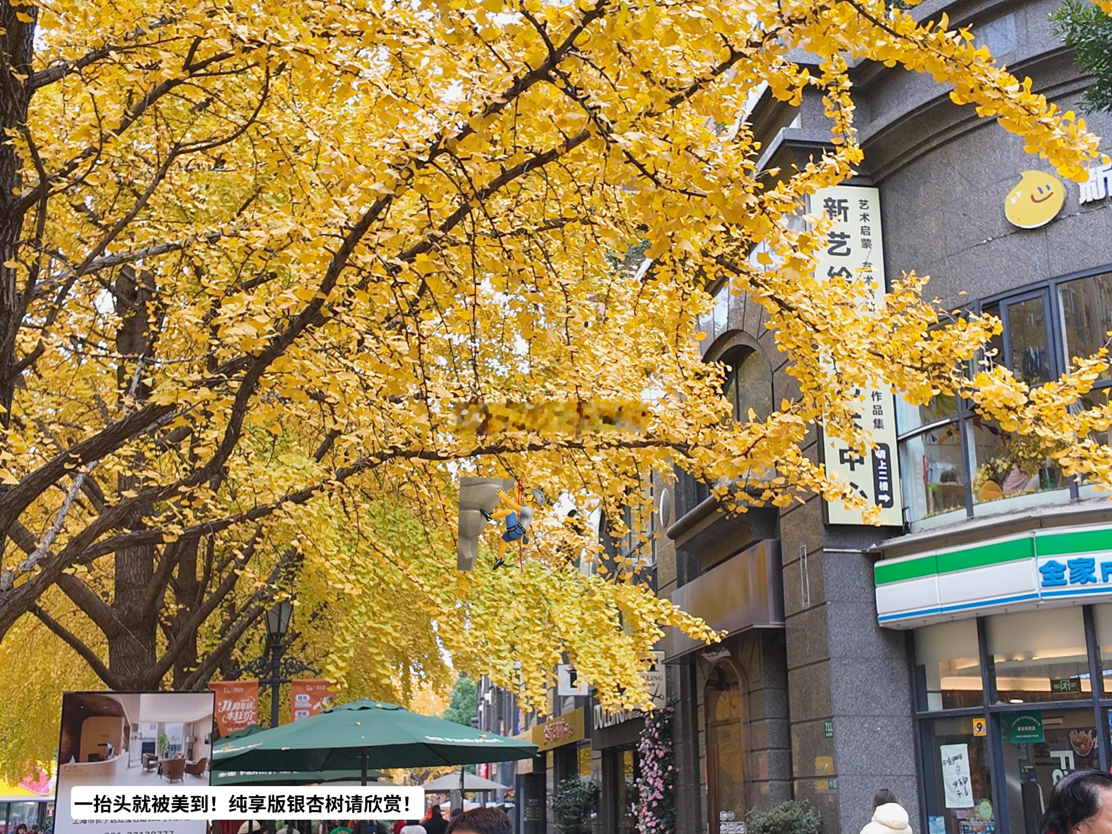上海日记💛✨2026加油！！十二月了还能看到美美银杏叶 ٩( ᐛ )真是个幸福
