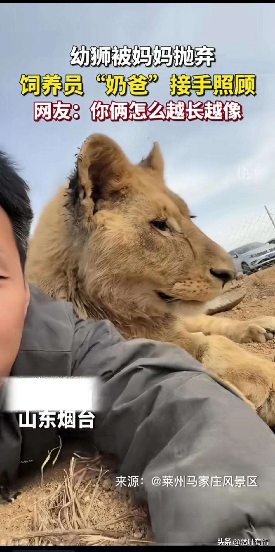 小伙子作为饲养员奶爸，
将满月的小狮子养的很好，
现在小狮子已经1岁，
他还是喜