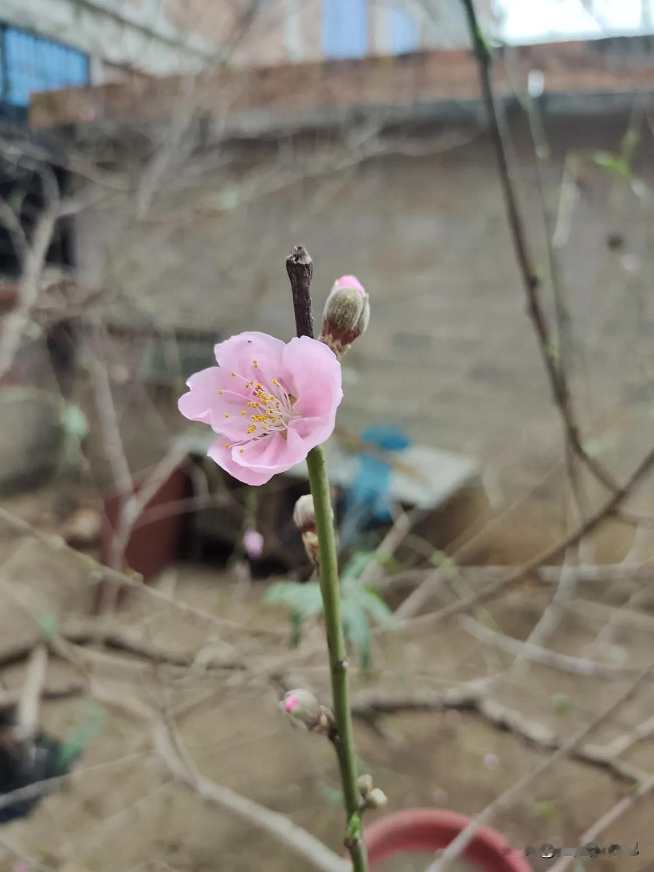 昨天晚上跟女儿大干了一架，读了6年级的女儿。不知道是不是叛逆期到了。跟她说道理听