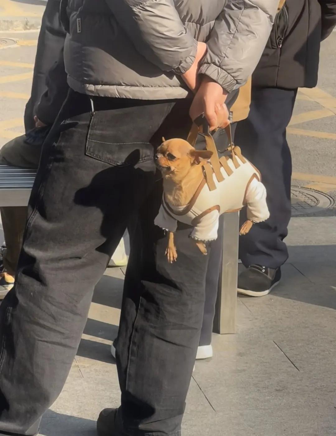 大爷这狗提溜的真叫一个随意，狗狗四条腿不停的扒拉，可谓是皆若空游无所依！哈哈哈！