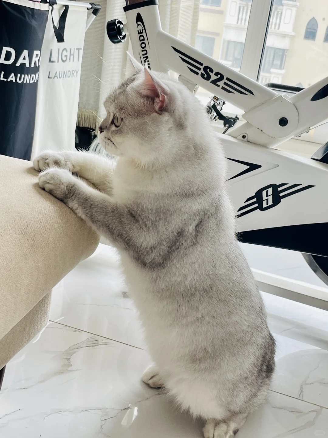 "喵星人觉醒！看我家主子，今天不靠萌，靠站姿征服宇宙！🚀🐾 猫咪...