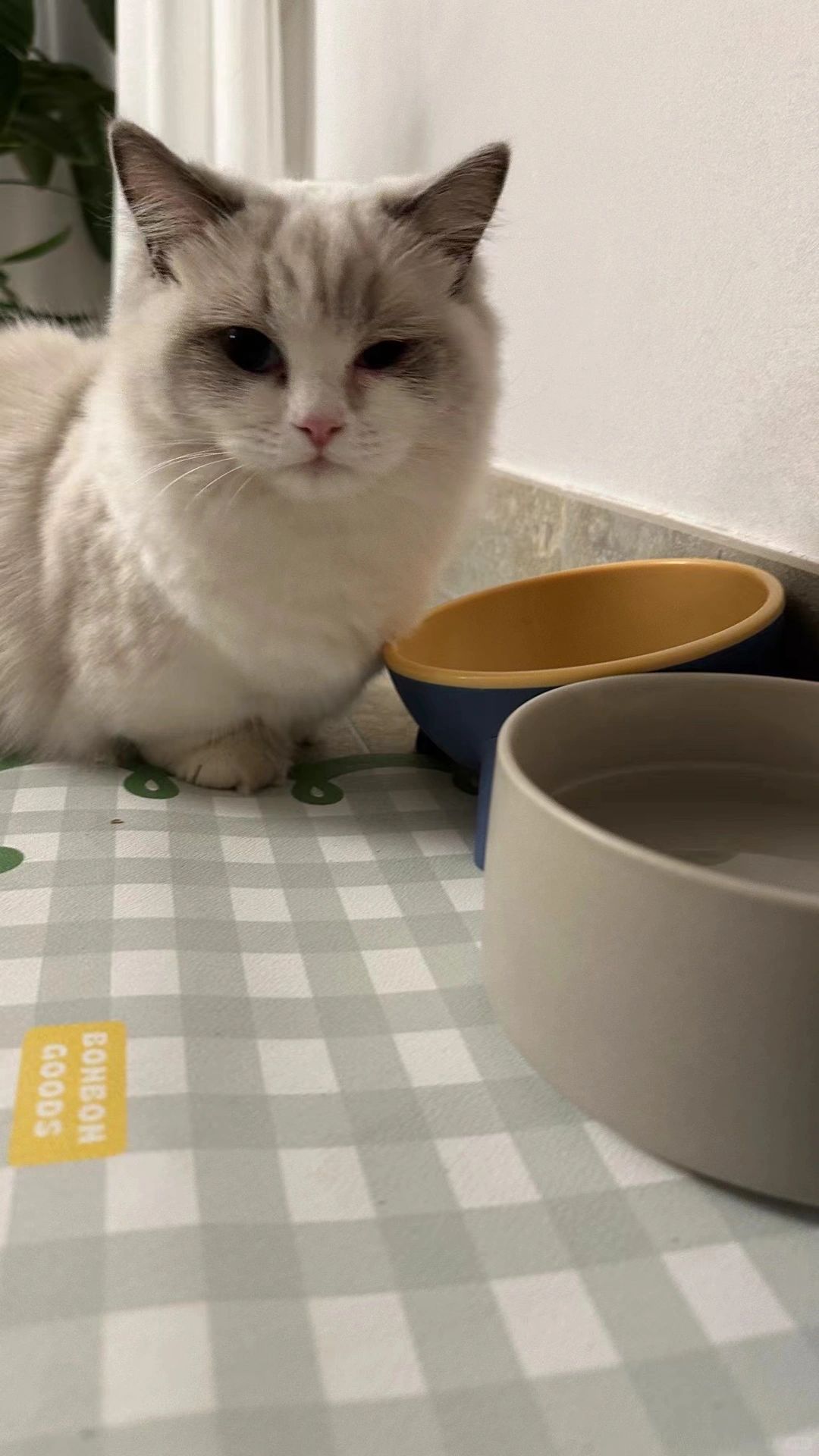 猫咪眼睛睁不开流泪｜在家轻松解决问题。