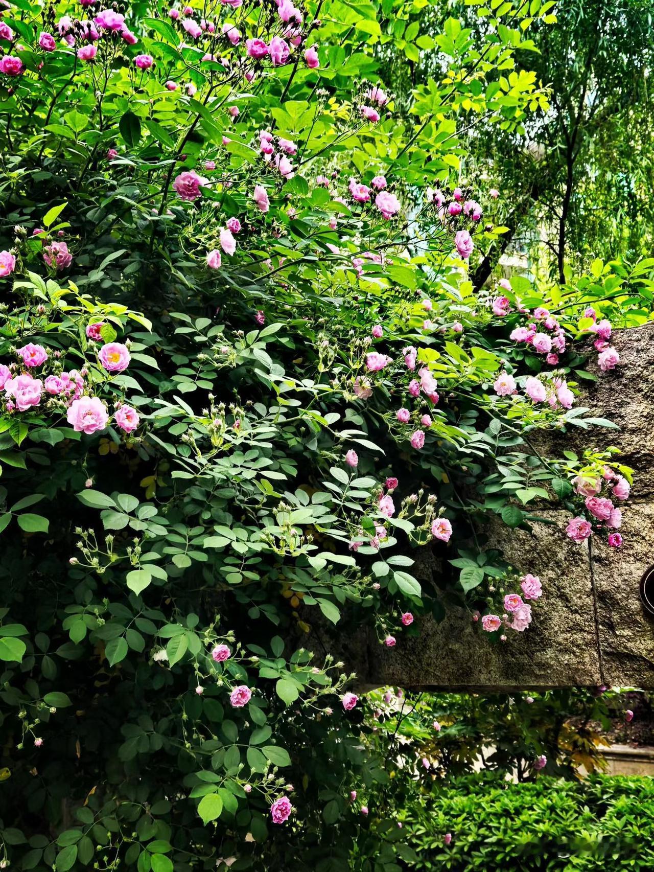 很多人不理解实事求是的魅力，其实可以换个词解读就容易感受到，哪个词？就是一视同仁