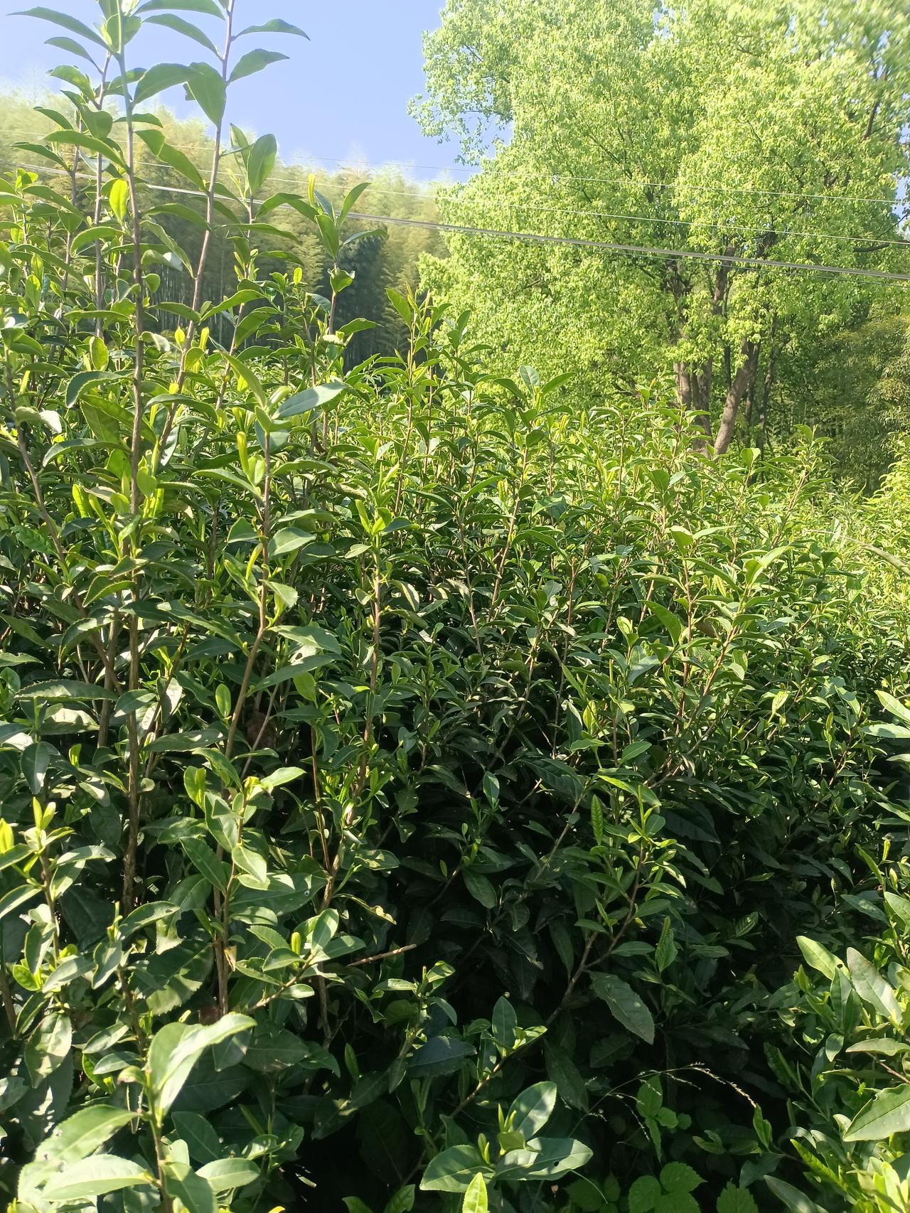 你会为了买一些奢侈品而去借钱吗? 为了买奢侈品去借钱，我觉得完全没必要。现在网上