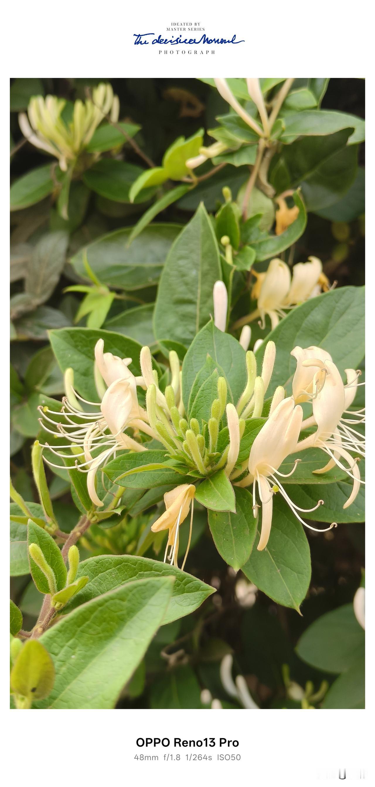 院子里的金银花开了，一堆堆，一簇簇，香喷喷的，趁着太阳好，今天要采摘了！金银花 