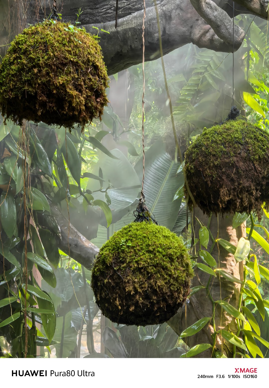 一处特别的植物📸华为Pura 80 Ultra ​​​