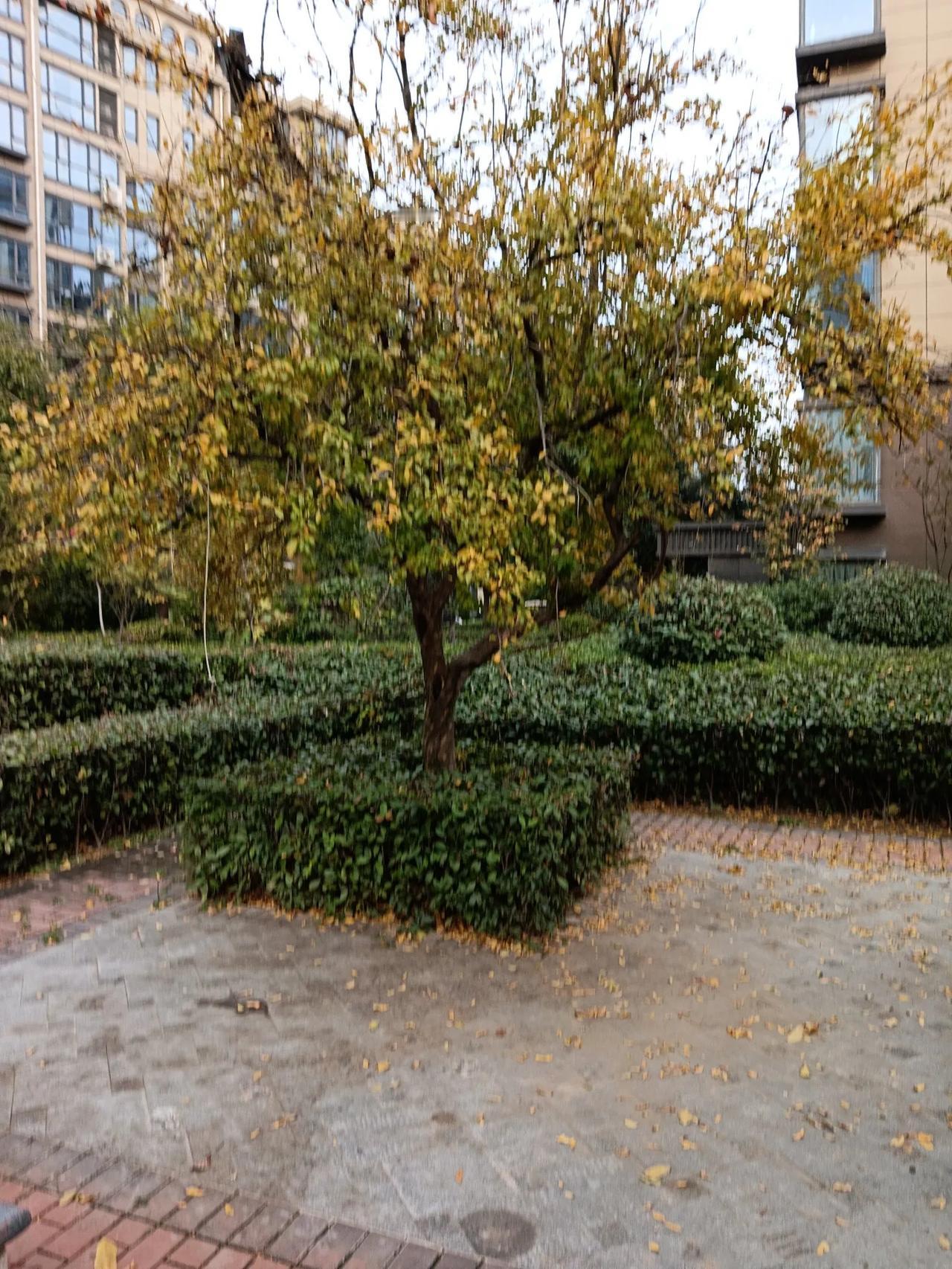 文明活动进社区(商丘)