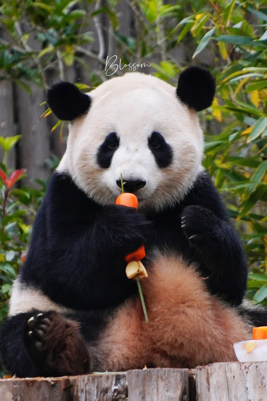 241018 超乖歪朵朵小熊撸串
