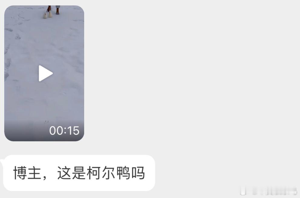 匍匐前进的柯尔鸭好可爱！ ​​​