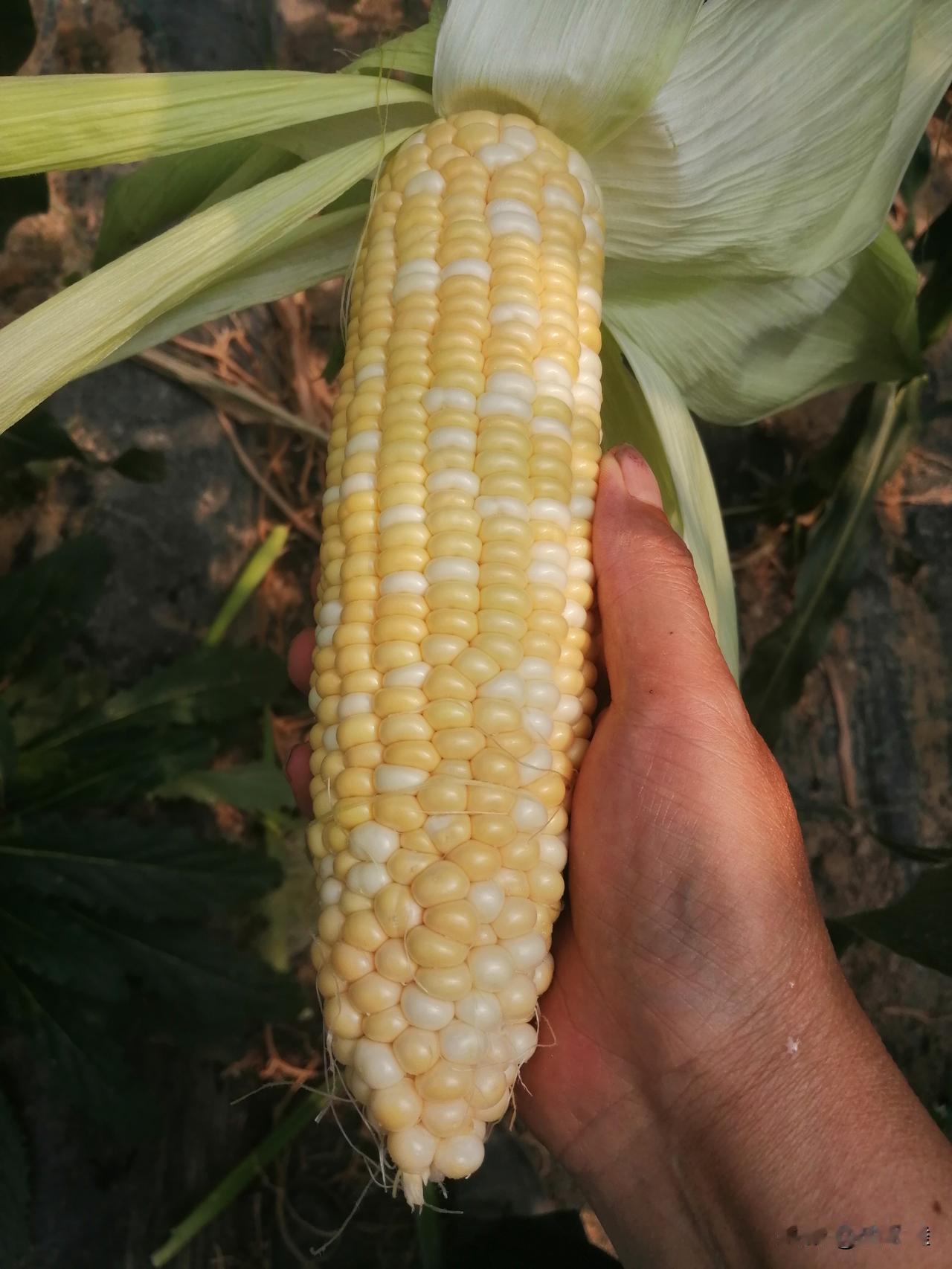 大棚自根苗西甜瓜，怎样才能在不用化学农药、不上化肥、不做无土栽培（无土栽培的瓜，