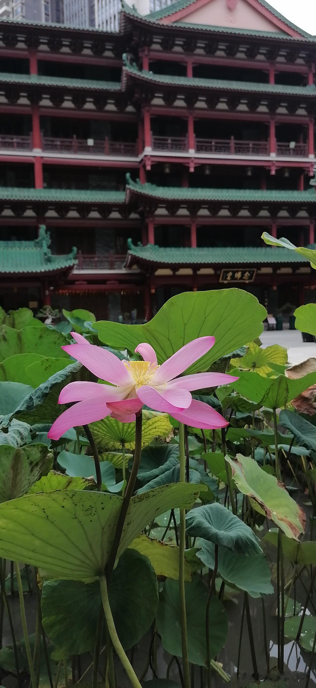 分享一张你最近随拍的照片还在吗莲花池已经眼见黑云染墨了半边天。骑上美团才不到百米