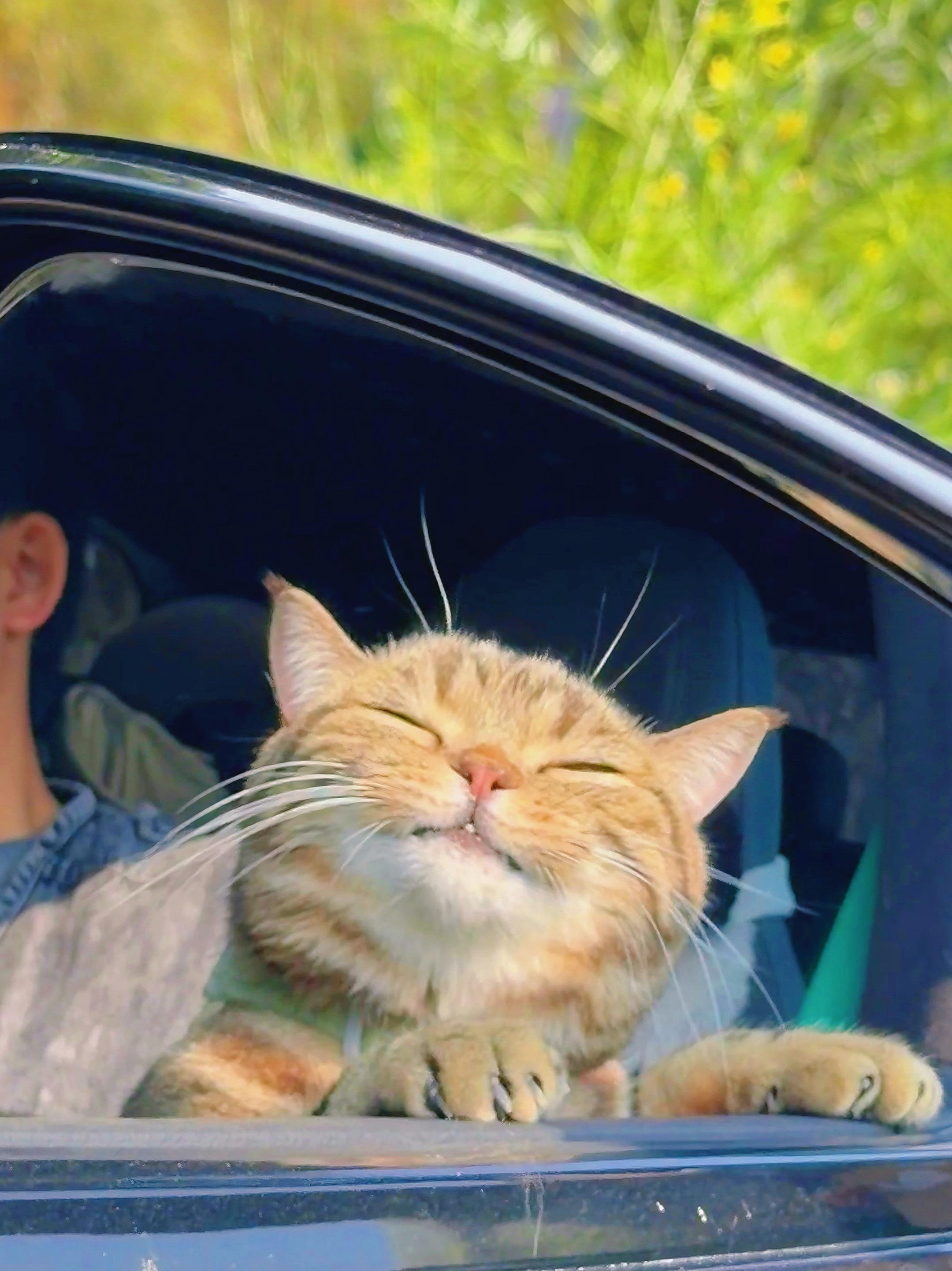 咪咪你一定也是爱我的吧！