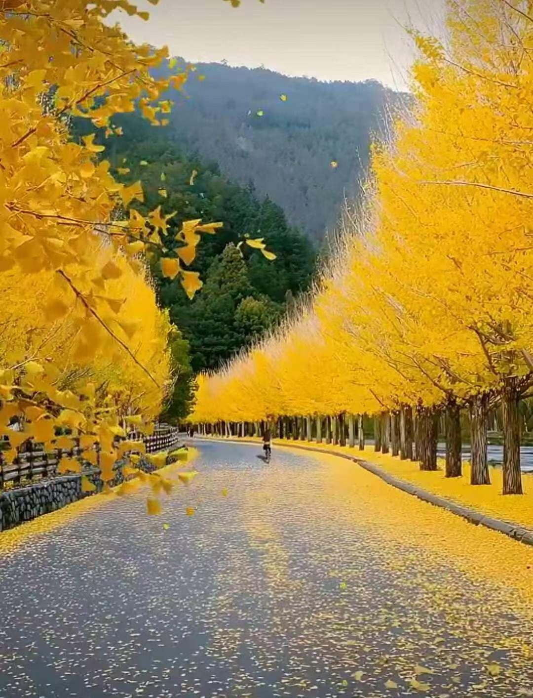 与痛风斗争的历程51


   又是新的一天。早起天色阴沉，多云，天气预报说会有