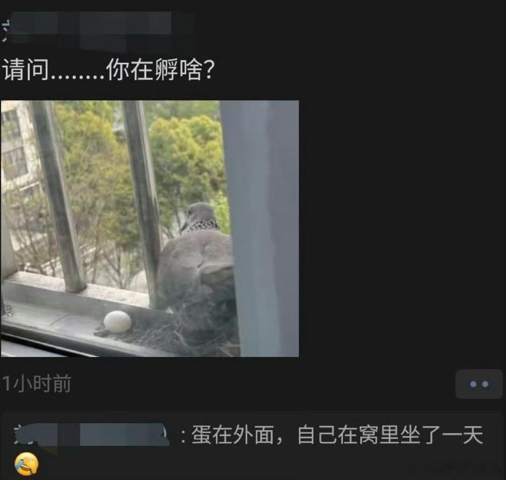 ？？？孵了个寂寞 ​​​