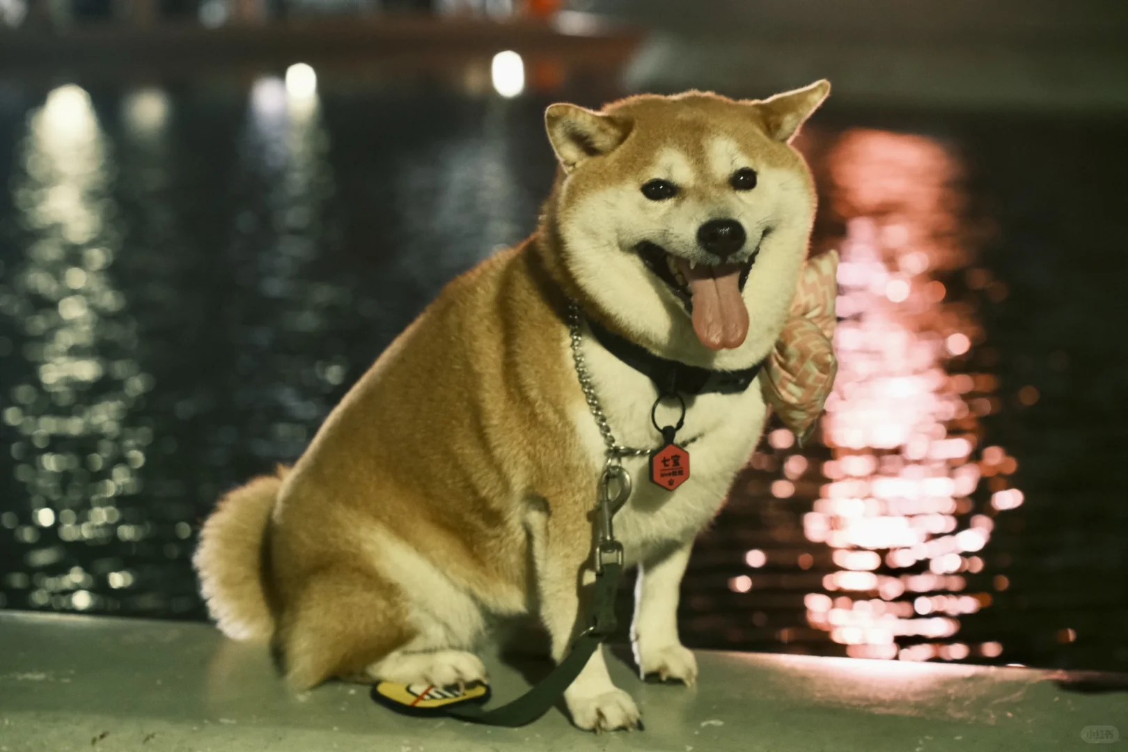 柴犬父女贴