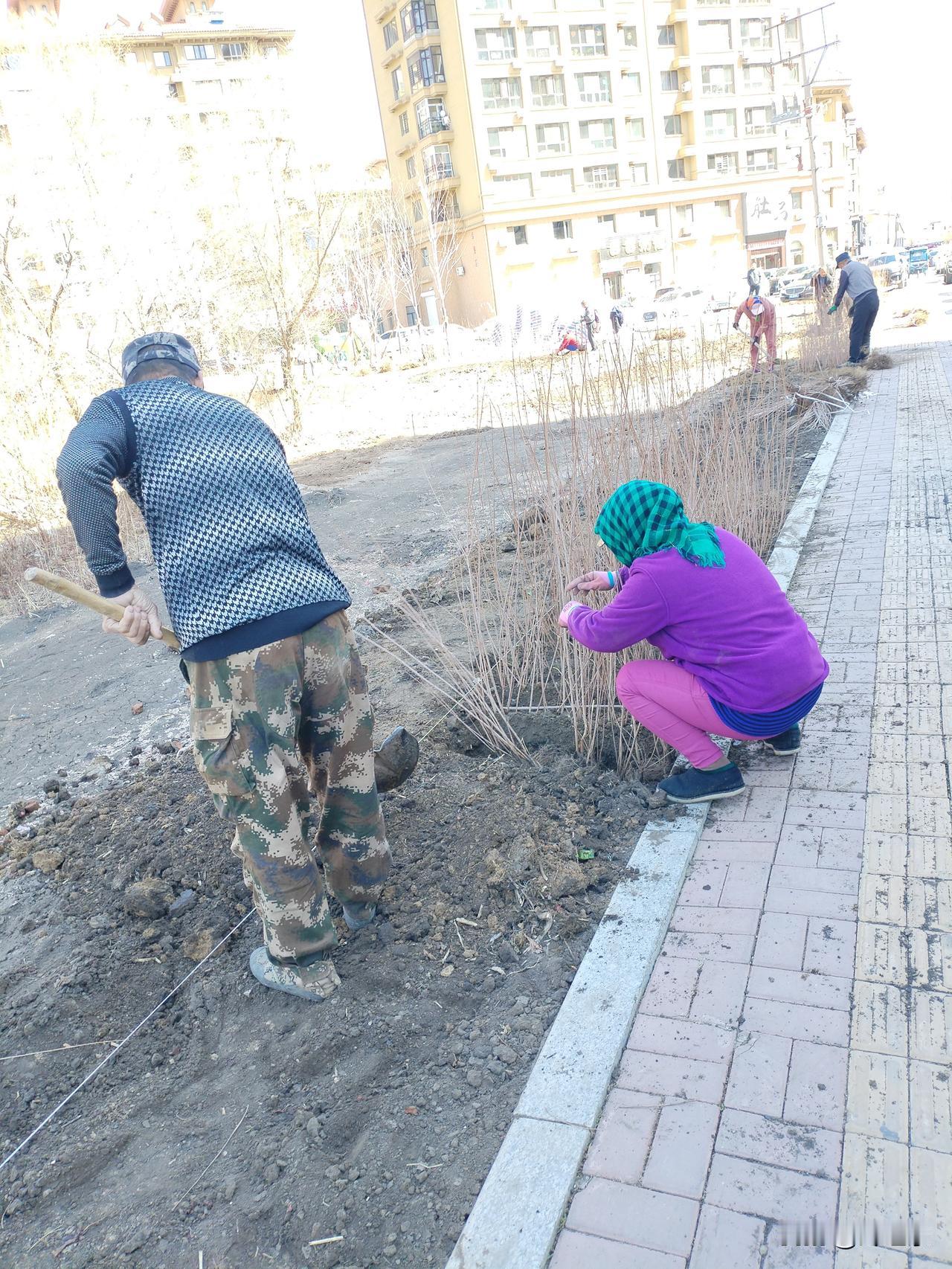 小苗雄姿
春风乍起炫妖娆，
从南到北栽树苗。
男男女女皆劳作，
请续句……
（何
