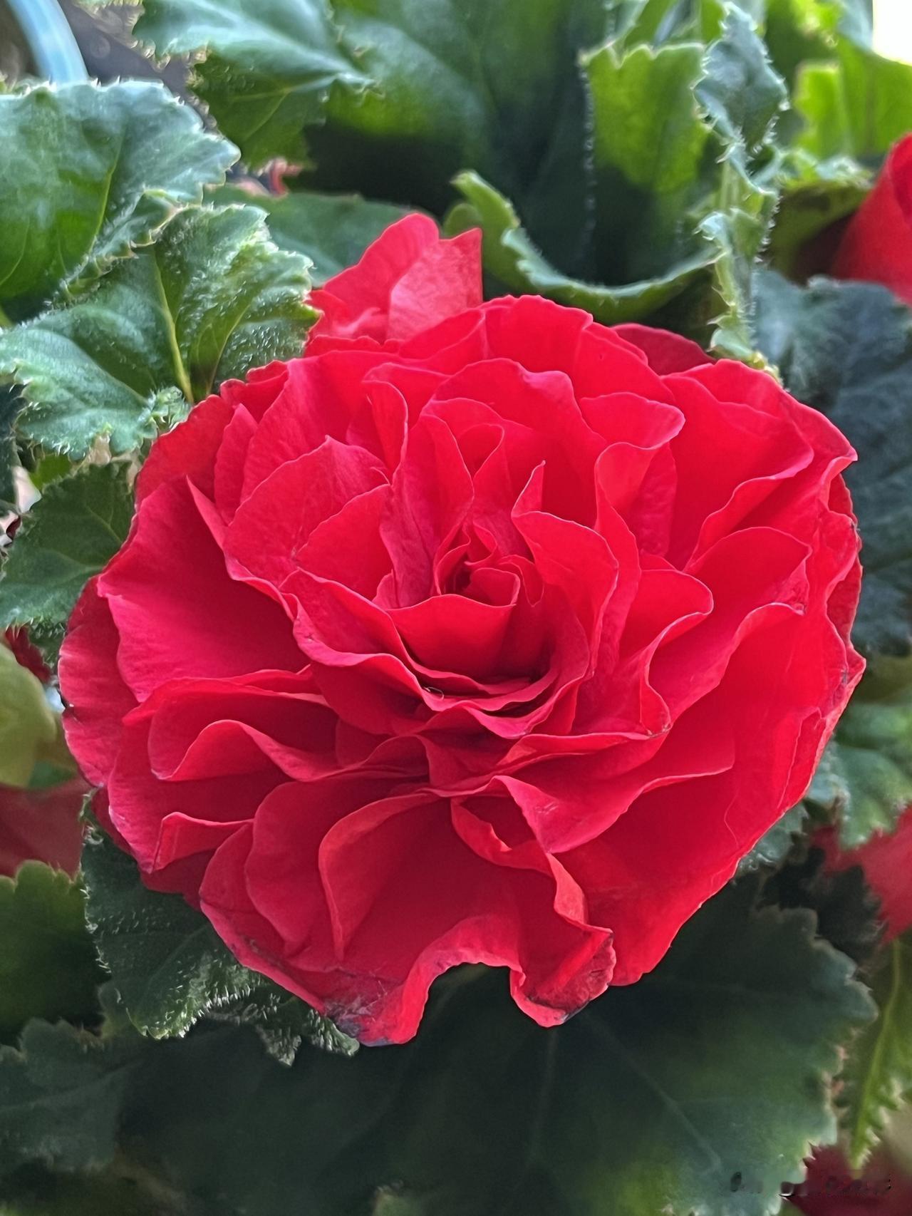 春天正是赏花的时节，外面春暖花开、繁花似锦，我那一方小小的阳台，亦是姹紫嫣红、五