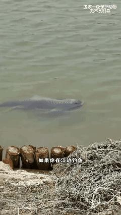 千万别惹它！每个都带有无线定位追踪器！这一个地方呆久了一点，警察叔叔都会上前关照
